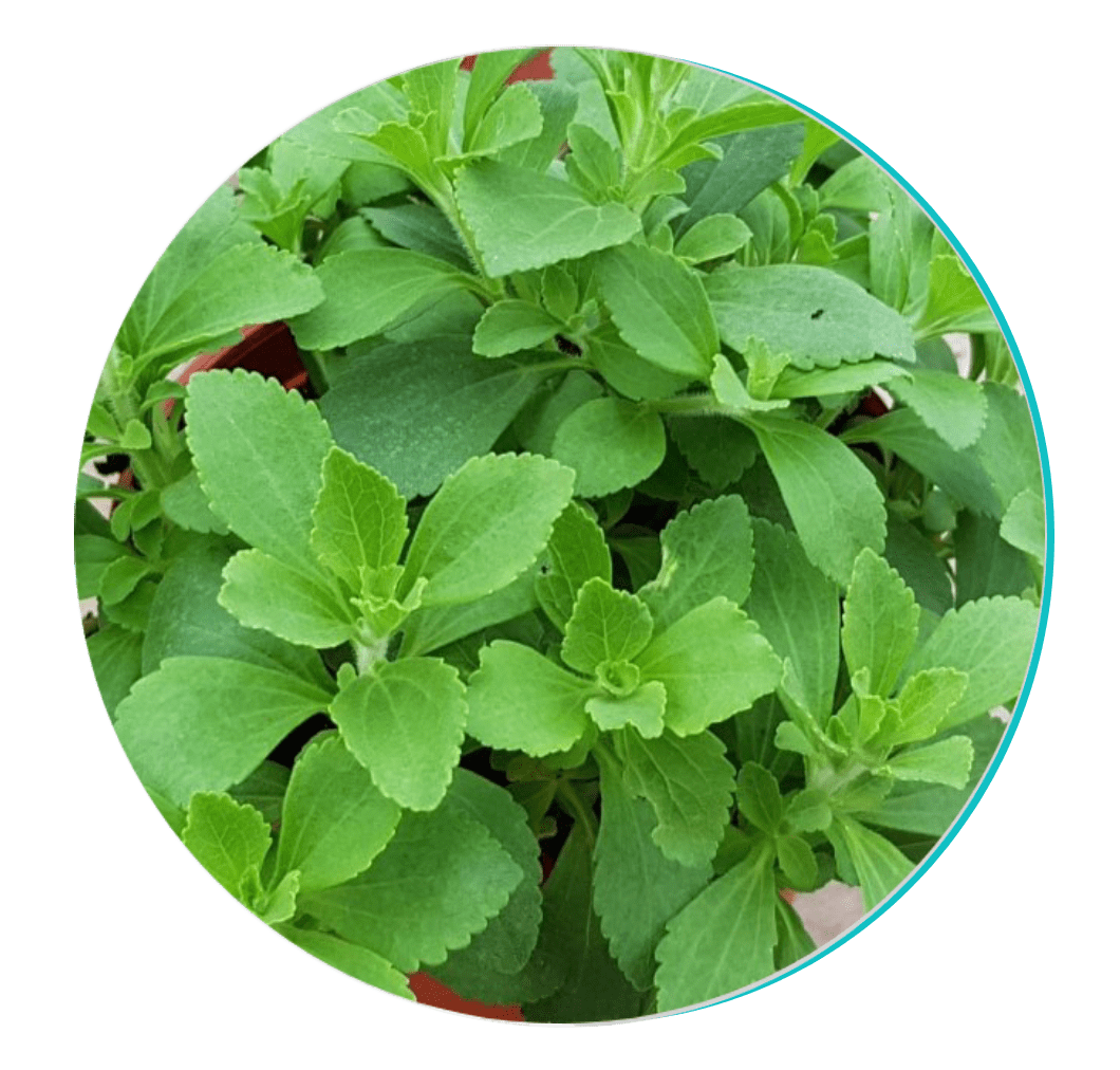 Stevia